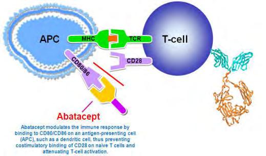 Abatacept