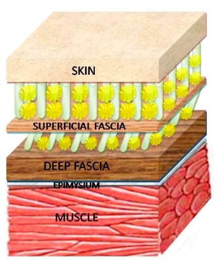 FASCIA Rétegei Felületes: a bőr alatt