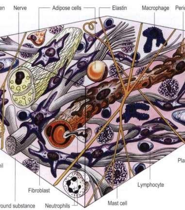 A FASCIA FELE PÍTE SE sejtes állomány (fibroblaszt, fibrocita, miofibroblaszt, hízósejt,