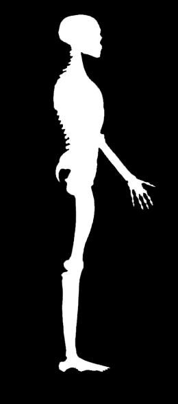 SFL FELSZÍNI ELU LSŐ VONAL Összekapcsolja a test teljes elülső felszínét a lábfejtől a koponyáig.