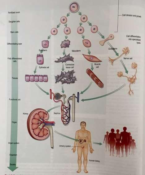 MOZGA SSZERVRENDSZER KIALAKULA SA- EMBRIOLO GIA Az emberi test kialakulásának folyamata (embriológia): a testet felépítő összes szerkezeti elemnek közös az eredete, melyek fokozatos differenciálódás
