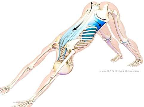 10. Adho Mukha Svanasana Együttesen aktiváljuk az uddijána bandhát, a gerinc merevítőket és a