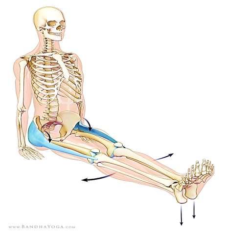 11. Dandasana A hosszú combközelítő és fésű izom a combokat befelé és lefelé forgatja,