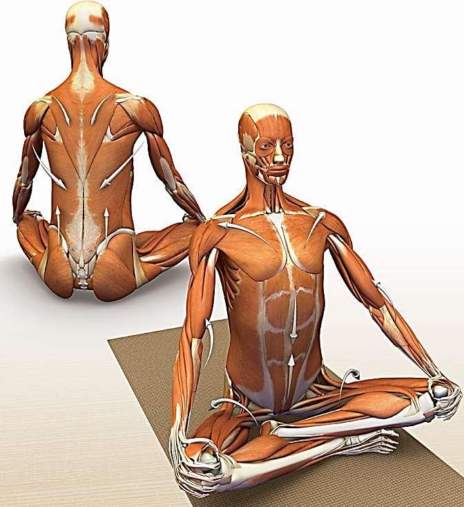 12. Sukhasana A törzs izmai a Tadasanához hasonlóan