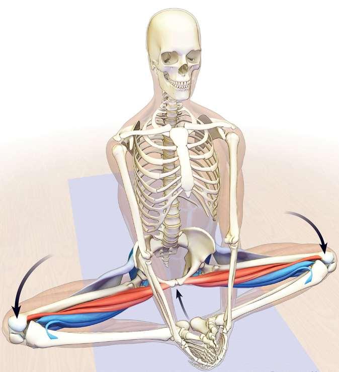 14. Baddhakonasana Első lépés a combok kifelé forgatása.
