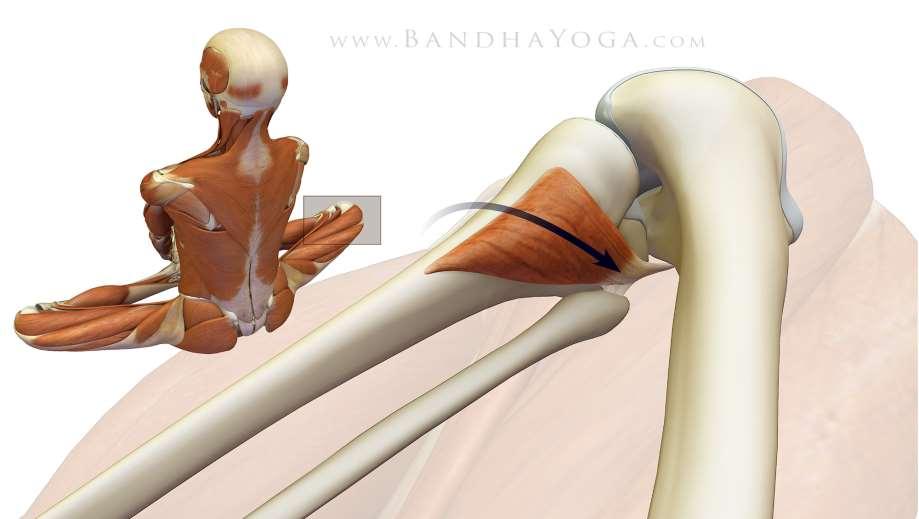 14. Baddhakonasana A térdhajlat izom (popliteus) amikor megfeszül, akkor a sípcsontot befelé