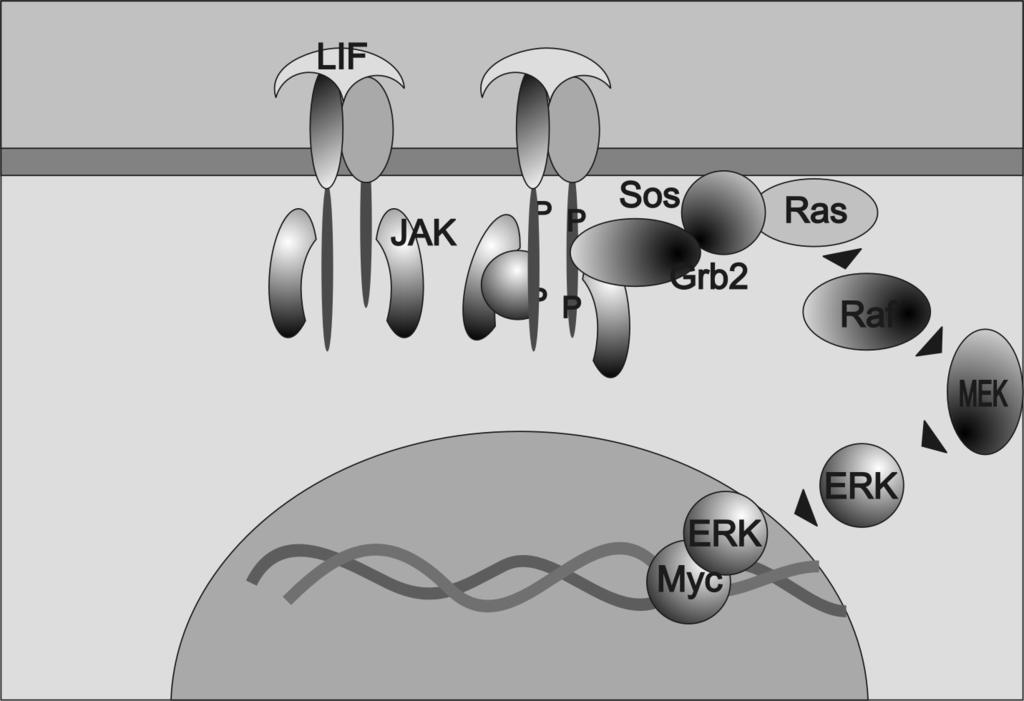Magyar Tudomány 2004/3 tartalmazó fehérjék kötõdnek (a STAT a signal transducer and activator of transcription rövidítése, ES sejtekben a LIF hatására elsõsorban a STAT3 molekulák kötõdnek a