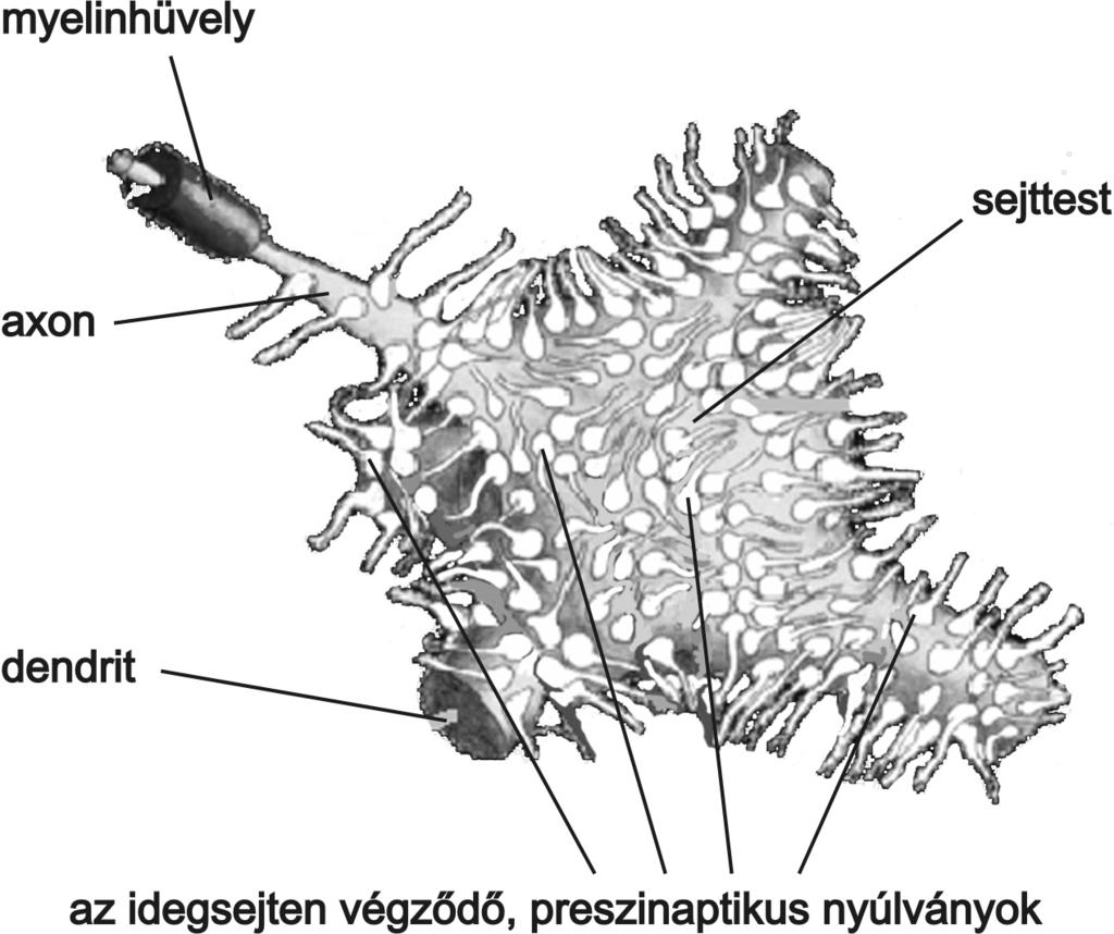 Magyar Tudomány 2004/3 reakciókat, amelyeket a beültetett õssejtek a befogadó idegszövetben váltanak ki.