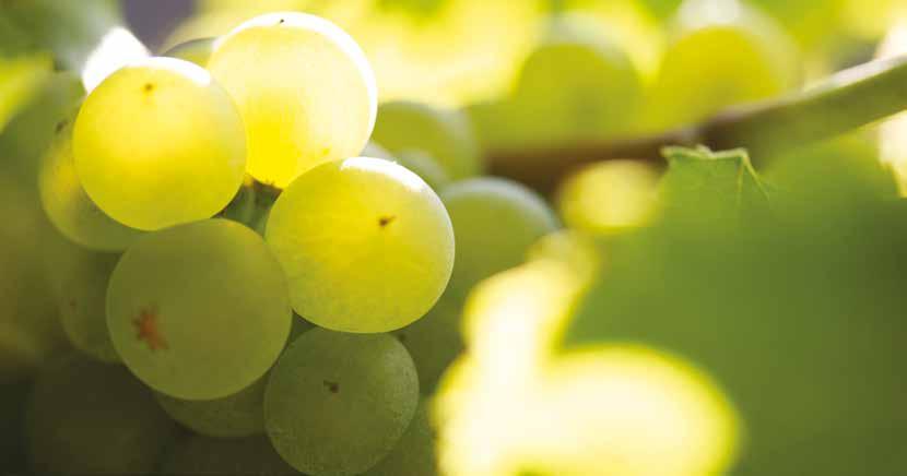 LAFFORT : Elkötelezettség az organikus eljárások iránt Organikus/ bio tanúsítványok és a bor Az ökológiai borkészítésben felhasználható termékeket és termékcsoportokat az USDA (Amerikai Egyesült