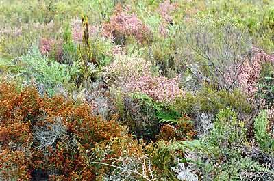 Fynbos, Dél-Afrika, föld