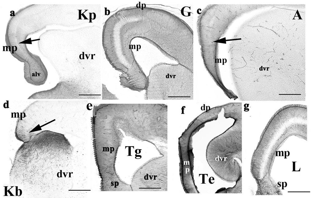 Telencephalon: koronális metszetek a foramen interventricularénál Kp-piton Kb-boa G-gekkó A-agáma Tg-görögteknős Te-ékszerteknős L-pávaszemes gyík dvr-dorsal ventricular ridge mp-mediális pallium