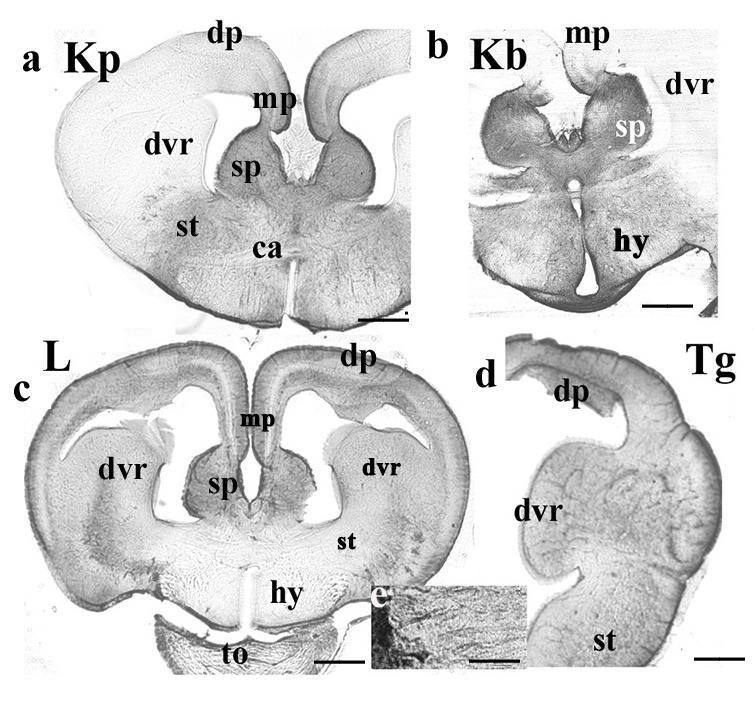 Telencephalon: Koronális metszetek a comissura anterior magasságában Kp-piton, Kb-boa, L-pávaszemes gyík, Tg-görögteknős dvr-dorsal ventricular ridge, mp-mediális pallium, dp-dorzális pallium,