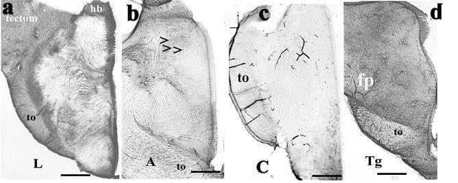 Diencephalon: metszetek a habenula magasságában Pávaszemes gyíkban (L) és agámában (A) a thalamus területén a magcsoportok határára szorul a GFAP, teknősben (Tg)