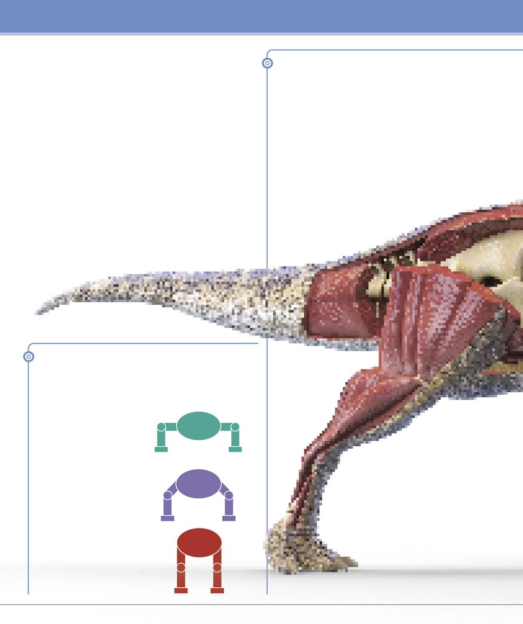 12 Mi a dinoszaurusz? Az első dinoszauruszok nagyjából 235 millió évvel ezelőtt fejlődtek ki a középső triászban. Őseik kis méretű, karcsú archosauria hüllők voltak.