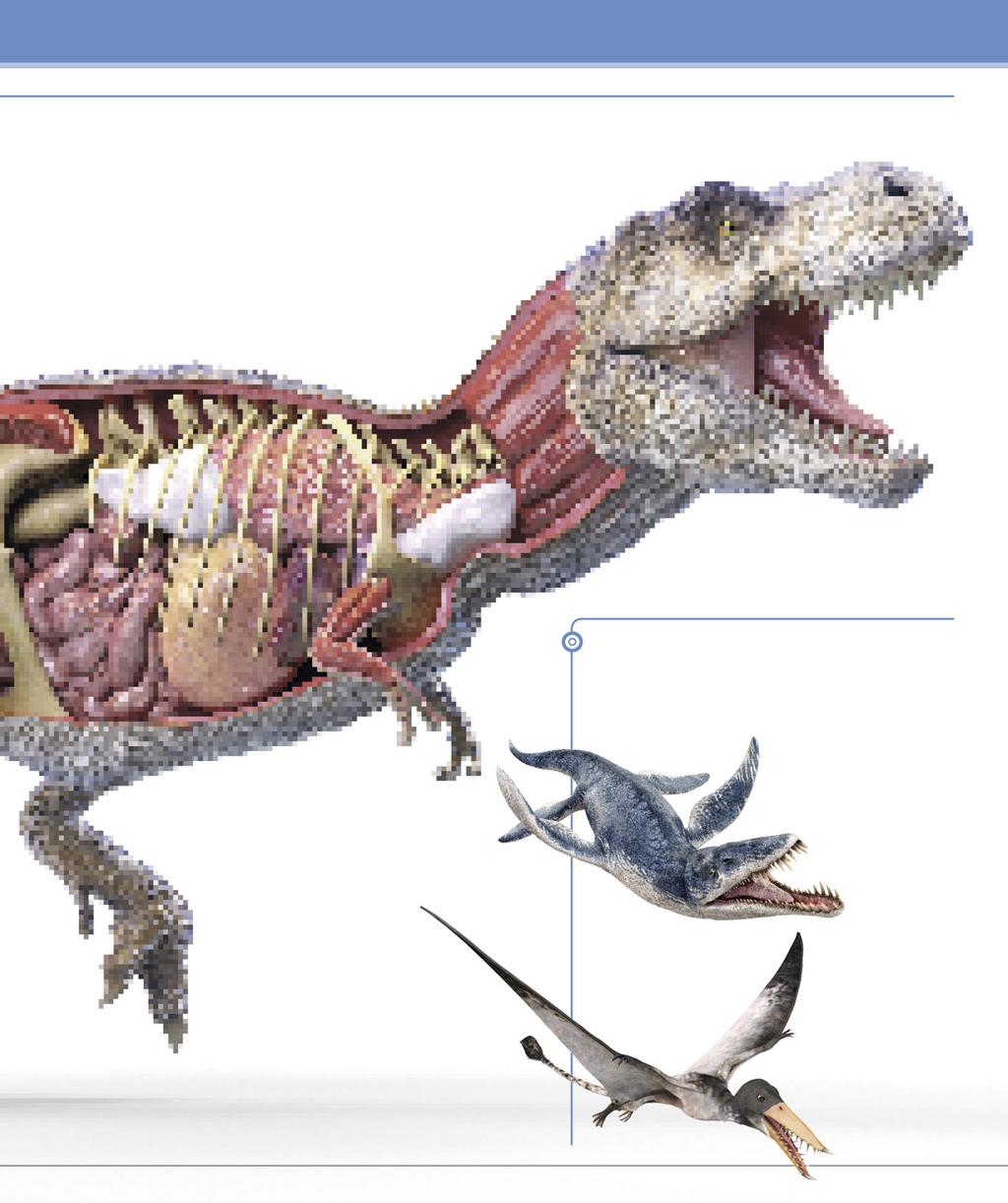 13 NÉHÁNY DINOSZAURUSZ, MINT EZ A TYRANNOSAURUS ÉS A HOSSZÚ NYAKÚ NÖVÉNYEVŐ SAUROPODÁK, HATALMASAK VOLTAK, DE SOK MÁS FAJ NEM VOLT NAGYOBB EGY CSIRKÉNÉL.