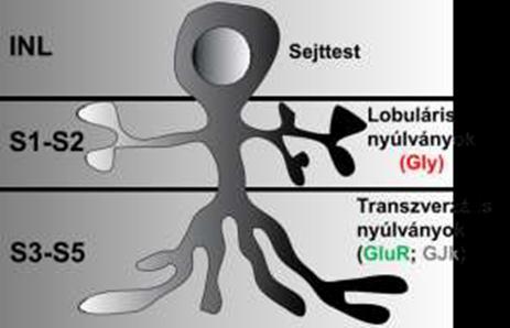 2. ábra. Az AII-es amakrin sejtek morfológiája A lobuláris nyúlványok az IPL 1.-2. szublaminájában találhatóak (S1-S2), míg a transzverzális nyúlványok a 3.-5. szublaminában (S3-S5).
