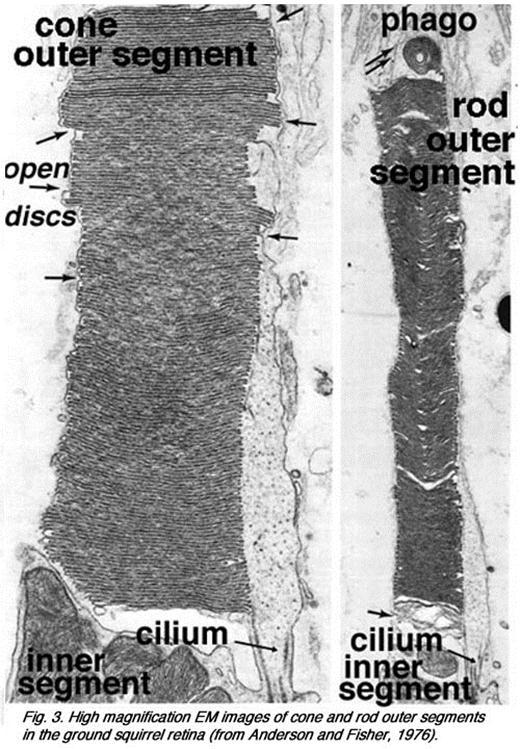 1. b. ábra A fotoreceptorok elektronmikroszkópos képe.