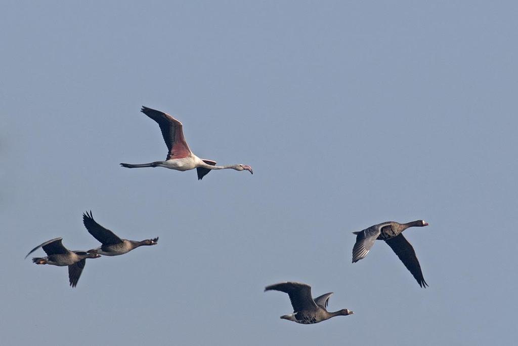 Rózsás flamingó (Phoenicopterus roseus) 2014. október 30. Hortobágy, Kékes (fotó: Balla Dániel) Fekete sas (Aquila clanga) (1988 óta A: 137/146, DA:1) 2014. március 12 30.
