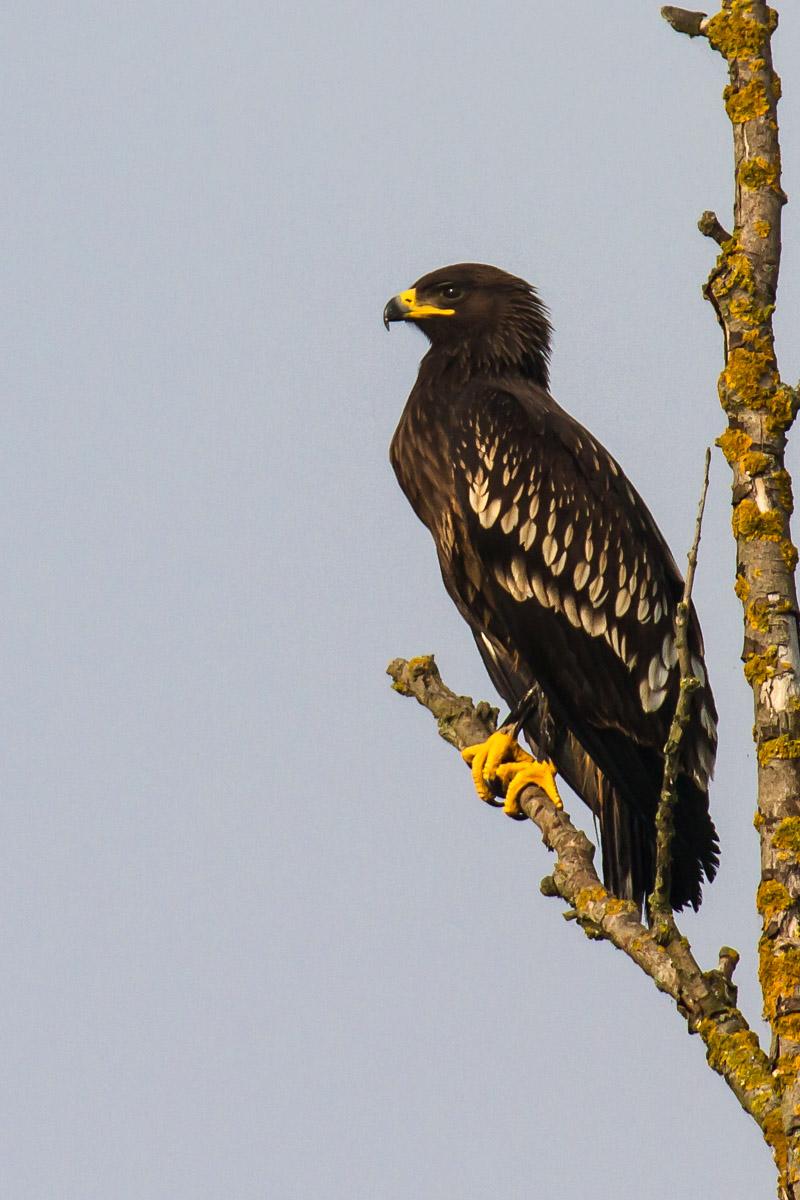 Fekete sas (Aquila clanga) 2014. október 31. Balatonmagyaród, Kis-Balaton (fotó: Barsi Ernő) Törpesas (Aquila pennata) (2007 óta: 41) 2012. július 7. Budaörs, Csiki-hegyek 1 ad. pld.