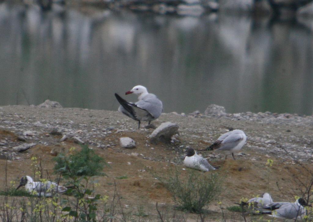 Ékfarkú halfarkas (Stercorarius parasiticus) (1988 óta: 76/95) 2014. május 15. Tiszacsege, Kecskés-puszta 13 ad. nászruhás pld. (Balla D., Kaltenecker E.); 2014. június 22.