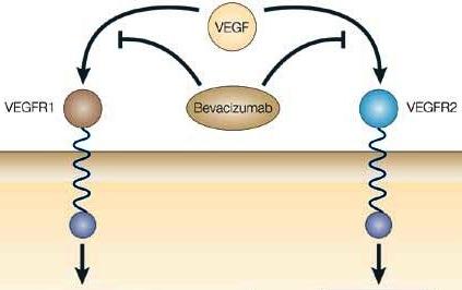 VEGF-gátlók: sunitinib és bevacizumab Antiangiogén szerek EC tér IC tér Sunitinib