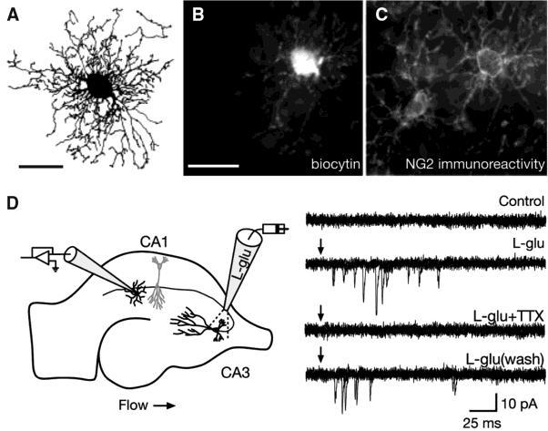 Myelin-képzés szigorúan szabályozott folyamat: Az oligodendroglia képzés és differenciálódás plasztikus folyamat Idegi aktivitás-függő mielinizáció Aktivitás-függő fehérállomány vastagság Állandóan