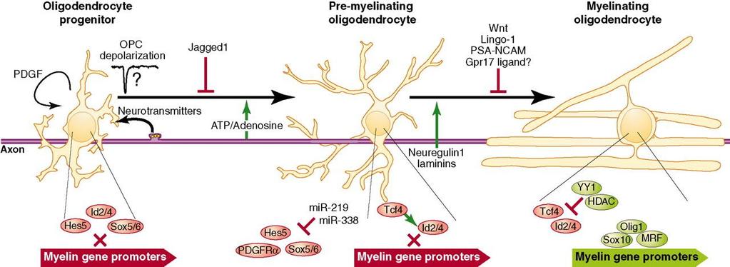 Az oligodendroglia differenciálódás és mielin-képzés szabályozása B Emery Science 2010;330:779-782 Korai sejtsors elköteleződés Progenitor-státusz fenntartása Notch Nkx2.
