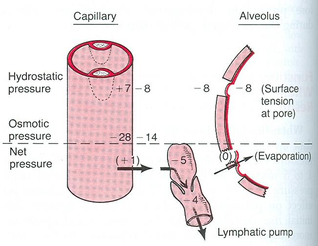Folyadékmozgás a tüdőben tüdőoedema interstitialis: max 100 ml alveolaris: alv
