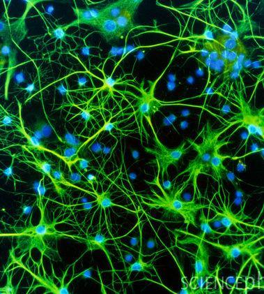 Sejttípusok az idegrendszerben