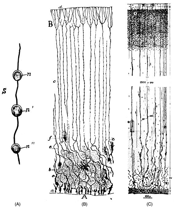 Radiális glia Cajal indítványozta elsőként, hogy a radiális rostok módosult asztrocitanyúlványok melyek a kéreg hisztogenezisét támogatják.