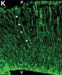 (polyunsaturated fatty acids) radiális glia alakjának fenntartásában és neuronális