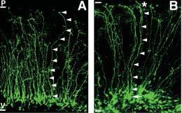 proliferációját - FABP7 -/- egerekben drámaian csökken a neurogenezis mértéke