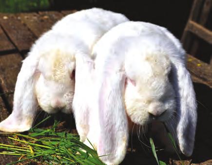 A margittai kiállításon Margitta és környéke legjelentősebb regisztrált nyúltenyésztője Bundik Sándor nyugalmazott gépészmérnök.