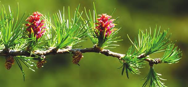 fűben-fában Gyógynövény-ábécé 174. Vörösfenyő (Larix decidua Mill.) A fenyőfélék családjába tartozó, soktűs, levelét lehullató fa. Hegyvidéken, főleg sziklás talajon terem, ültetik is.
