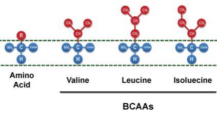 Elágazó szénláncú aminosavak (BCAA) Májcirrhosisban Plazma szabadaminosav eltolódás BCAA/ AAA arány Szérum albumin Redukált/ Oxidált albumin (minőségi romlás) (Cys34) Esszenciális aminosavak