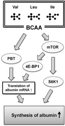 BCAA élettani hatásai in vitro és állatmodell kísérletek