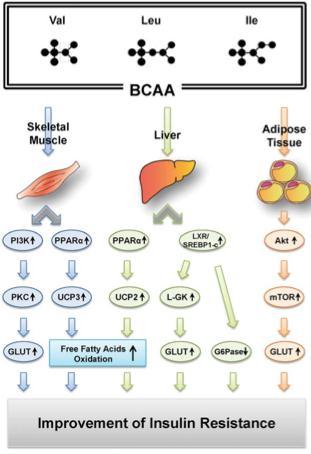 target of rapamycin PBT: polipyrimidine-tract-binding