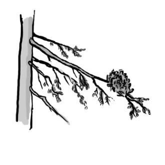 A fa felszínén található Leírás Típus Kód Illusztráció Boszorkányseprű Hajtások sűrűn összeálló halmaza, amelyet élősködő (mint a Melampsorella caryophylacerum vagy a Taphrina