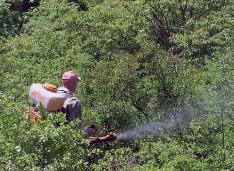 A közönséges orgona irtásának tapasztalatai a Budai Sas-hegy Természetvédelmi Területen 5. ábra. A projekt első napján (2011. május 25.) motoros géppel kiporlasztott gyomirtó szer. (Fotó: Dániel A.