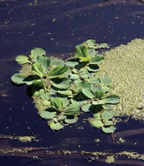 Úszó kagylótutaj (Pistia stratiotes) Inváziós növényfajok visszaszorításával kapcsolatos kezelési kísérletek összefoglalása Álló, vagy lassan folyó vizek felszínén úszó inváziós hínárfaj.