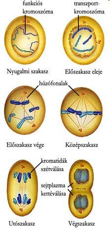 Mitózis: Számtartó osztódás, testi sejtek osztódnak így, kiindulási