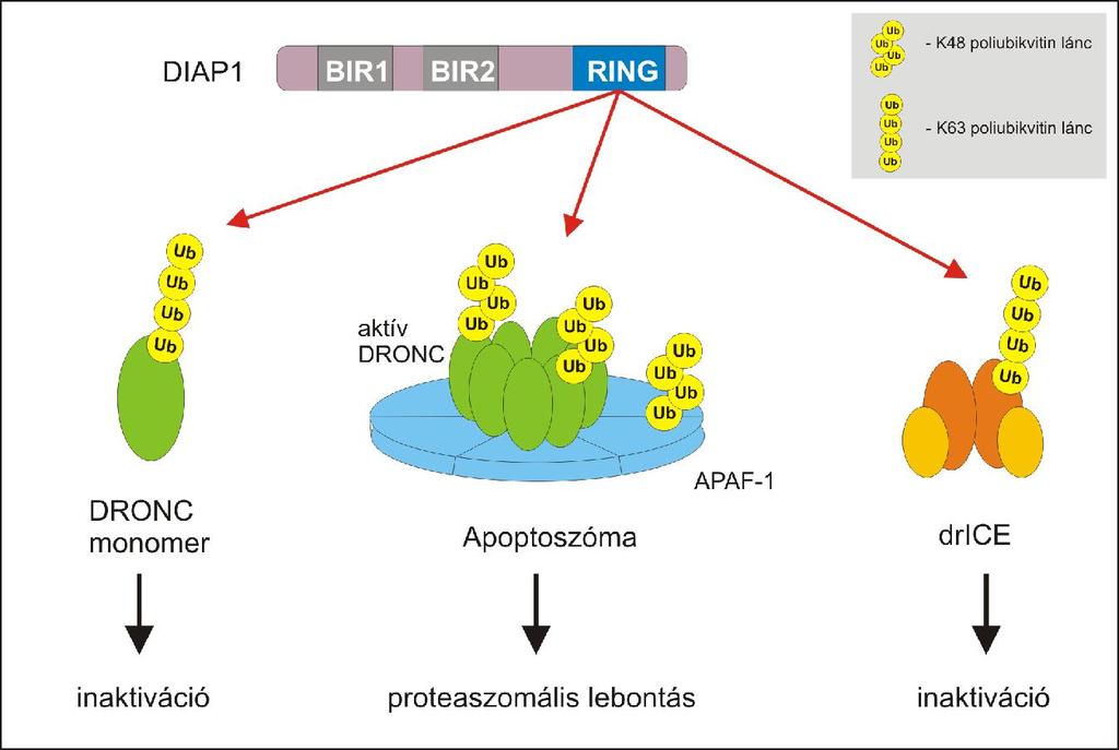 Az IAP-ok fő szubsztrátjai a kaszpázok, amelyeket az evolúciósan konzerválódott BIR (Baculovirus Inhibitory Repeat) doménjükkel kötnek meg (Takahashi és mtsai, 1998).