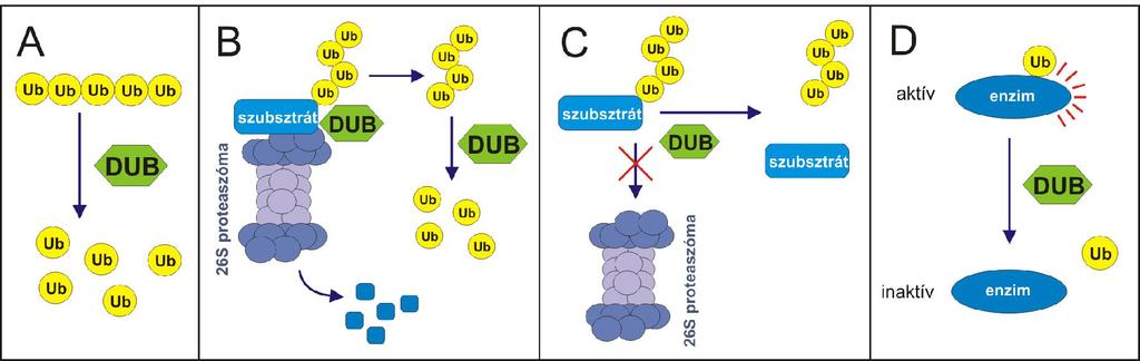 5. ábra A dezubikvitiláló enzimek funkcióinak összefoglalása. A DUB-ok szerepet játszanak az ubikvitin szintézisben, a frissen szintetizált lineáris ubikvitin fúziókat processzálják (A).