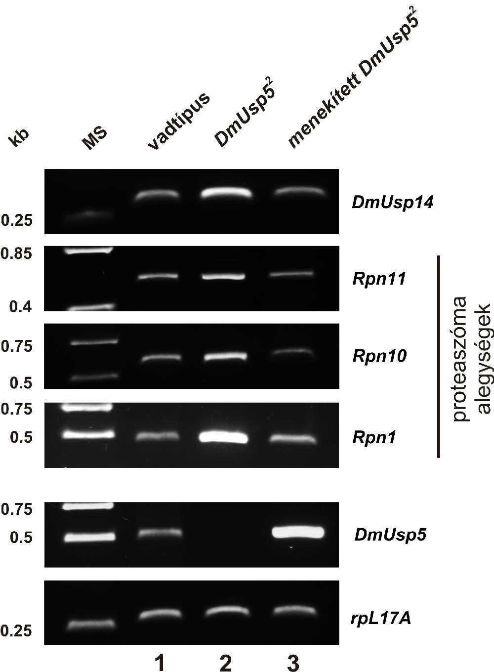 létezik-e Drosophilában. A kérdést megválaszolandó a DmUsp5 mutánsokban megvizsgáltuk az Ubp6 Drosophila ortológjának expresszióját.