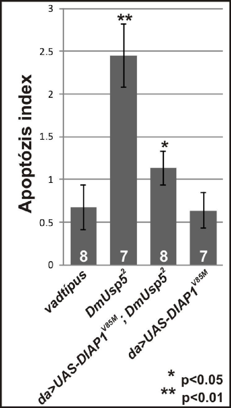 A letálfázis meghatározással párhuzamosan a DIAP1 túltermelő lárvák agyából készített, orceinnel festett preparátumokon meghatároztuk az apoptózis indexet is.
