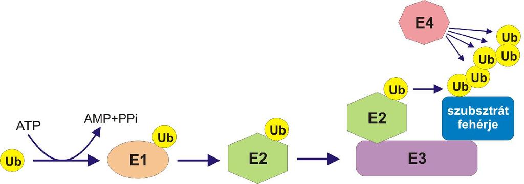 IRODALMI ÁTTEKINTÉS 1. Az ubikvitiláció mechanizmusa és jelentősége A fehérjék posztszintetikus módosításának több típusa ismert.