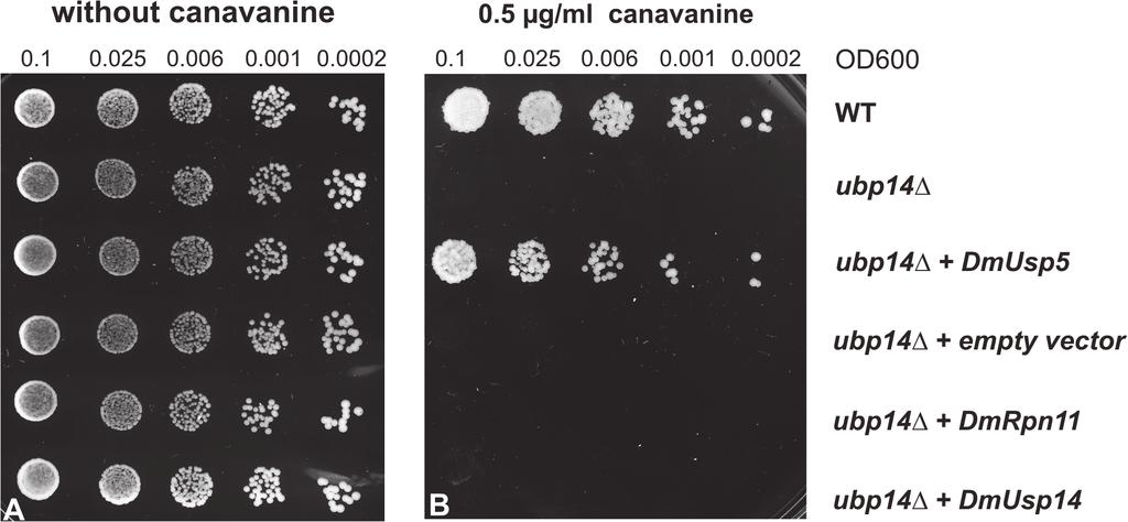 Role of DmUsp5 in Ubiquitin Equilibrium Fig 3. Expression of CG12082 rescues the canavanine-sensitive phenotype of budding yeast ubp14δ mutant cells.