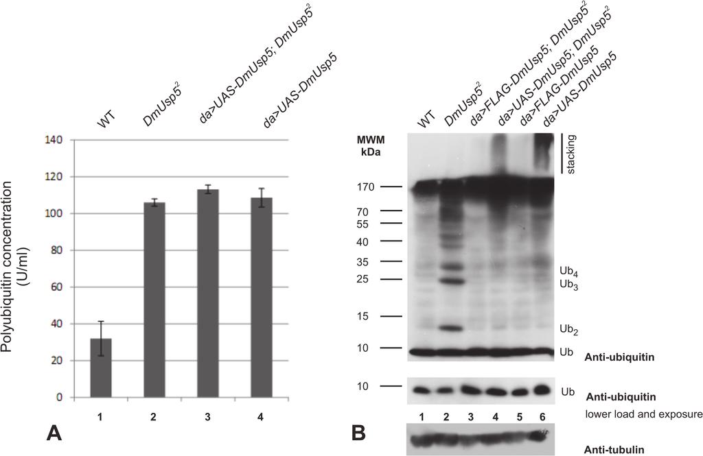 Role of DmUsp5 in Ubiquitin Equilibrium Fig 4. Accumulation of polyubiquitin species and reduction of monoubiquitin level in DmUsp5 mutant.