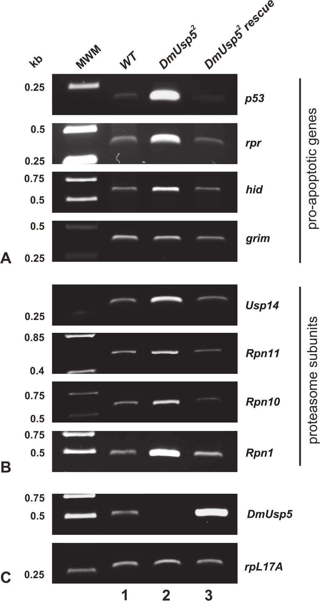 Role of DmUsp5 in Ubiquitin Equilibrium Fig 5. Overexpression of pro-apoptotic genes and proteasome subunits in the DmUsp5 mutant.
