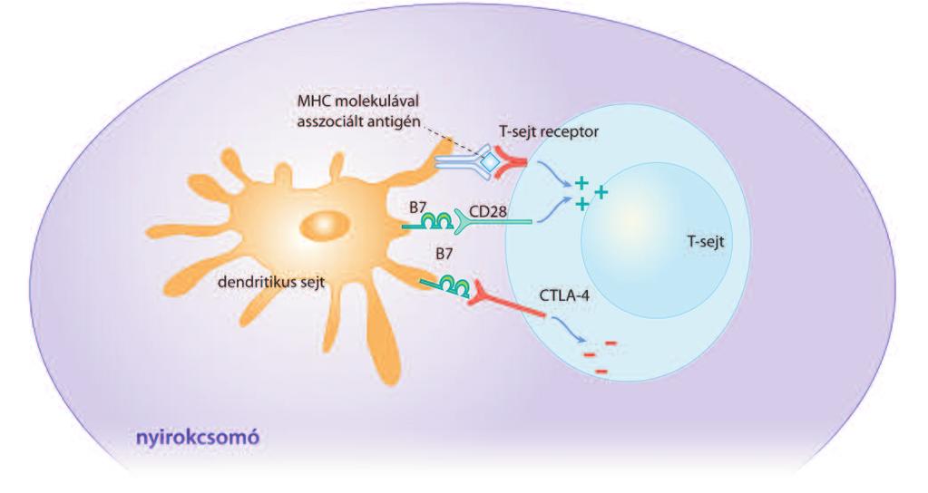 a T-sejtek felszínén kifejezôdô kostimulációs molekula a CD28, amely kapcsolódva az antigénprezentáló tulajdonsággal rendelkezô dendritikus sejtek által kifejezett CD80- és CD86- (B7.1, B7.